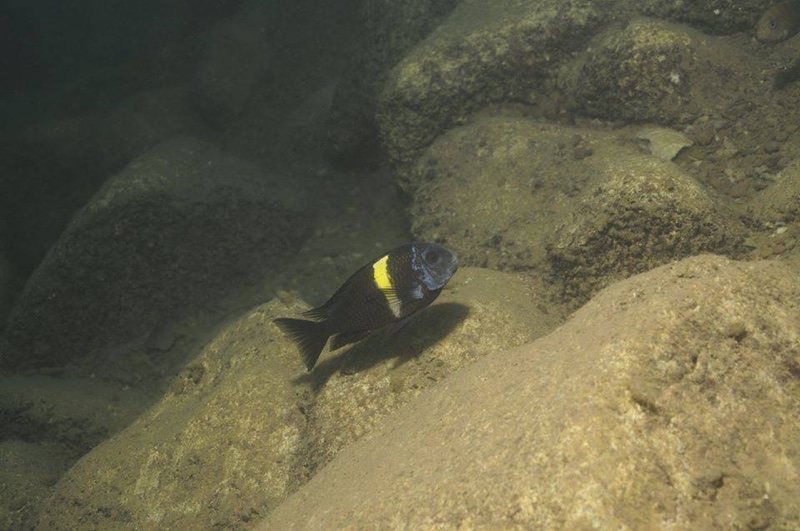 Tropheus duboisi 'Maswa'